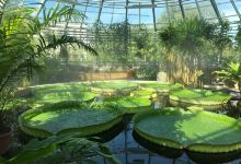 乌普萨拉植物园景点图片