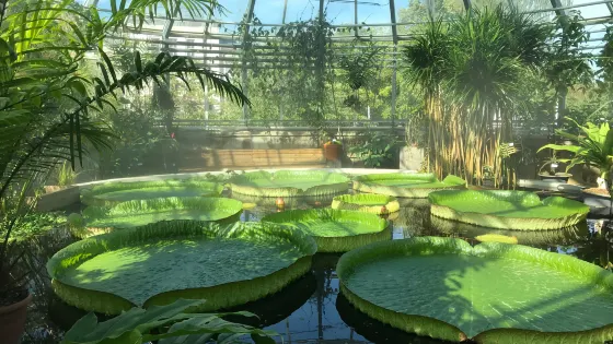 烏普薩拉植物園