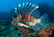 Iboih Dive Centre景点图片