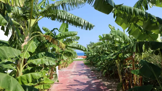 Kolimbia Beach