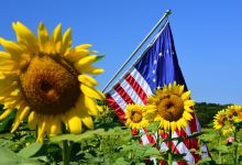 Sussex County Sunflower Maze景点图片