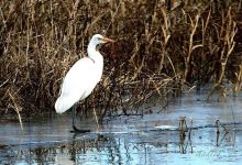 Goose Pond Fish and Wildlife Area景点图片