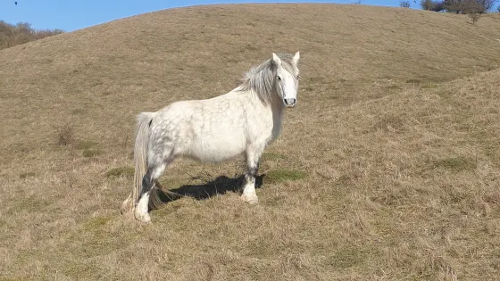 The Barton Hills National Nature Reserve