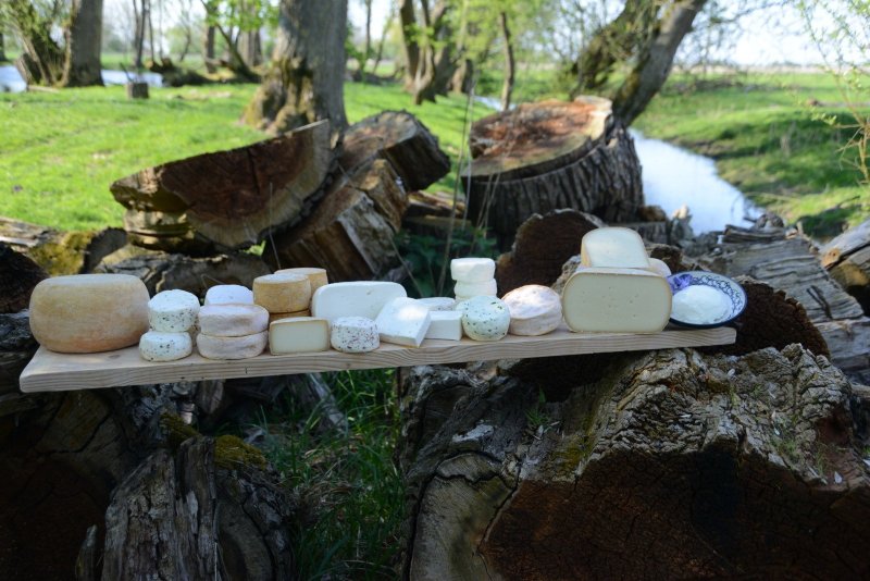 Friesische Schafskäserei