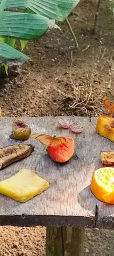 Butterfly Park Empuriabrava-Alt Emporda