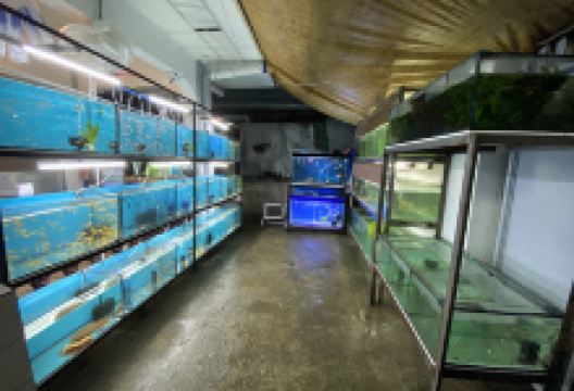 Netfish Tanza购物图片