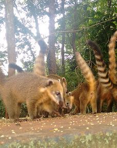 Bosque Municipal Manoel Julio De Almeida-科内利乌－普罗科皮乌