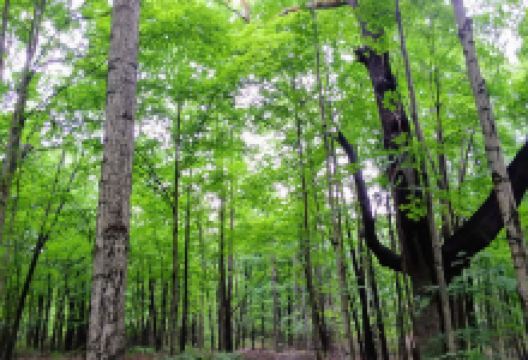 Curtiss Park景点图片