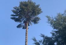 Buschhaus Baum- und Gartenservice景点图片