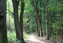 Het Boske景点图片