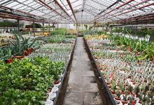 Uhlig Kakteen景点图片