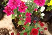 Flores景点图片
