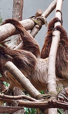 Chemnitz Zoo-开姆尼茨