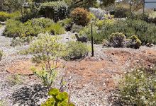 Walpeup Dryland Garden景点图片