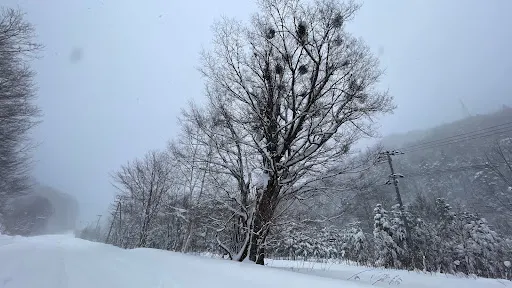 神祕的哭泣樹