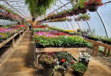 Country Road Greenhouse购物图片