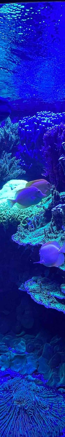 史密森博物馆-华盛顿-DCA