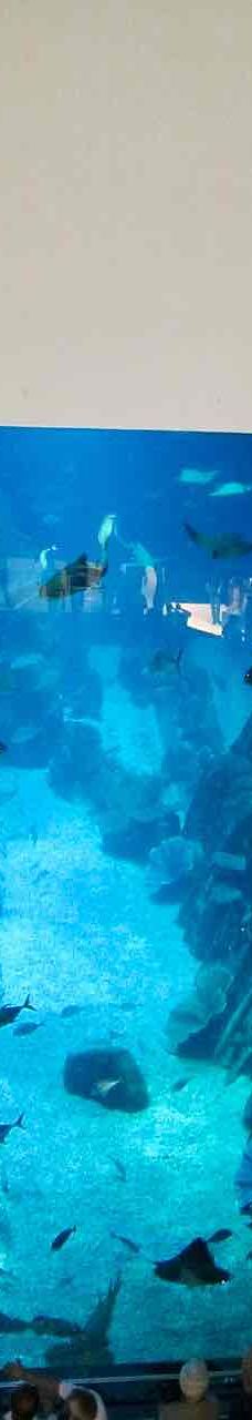 迪拜水族馆和水下动物园-迪拜