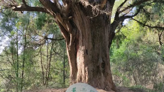 黃忠柏