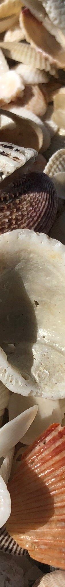 Bowman's Beach-萨尼贝尔