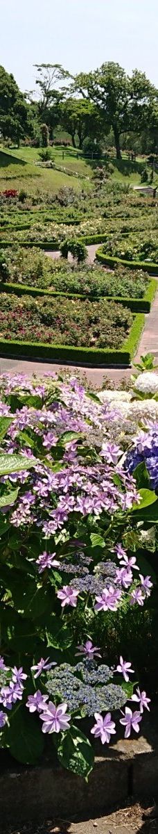 日本最大 鹿屋玫瑰园-鹿屋市