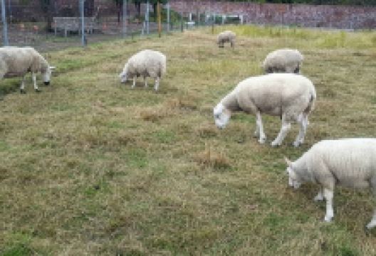 Wythenshawe Community Farm景点图片