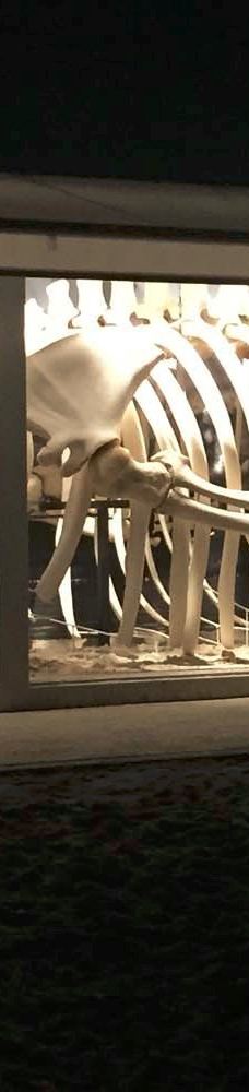 北海博物馆-希茨海尔斯