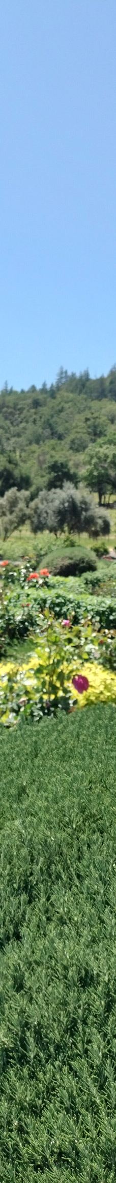 Francis Ford Coppola Winery-索诺马县