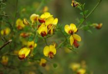 Ulladulla Wildflower Reserve景点图片