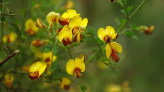 Ulladulla Wildflower Reserve