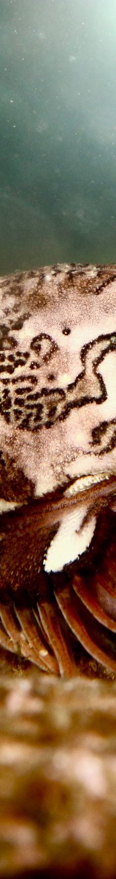 Discovery Passage Aquarium-坎贝尔河