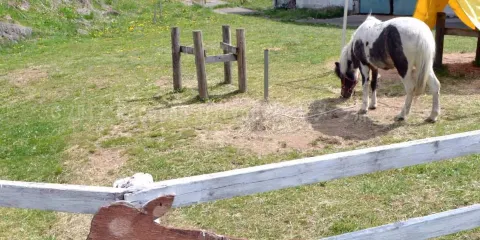 牛奶.起司 神津牧場