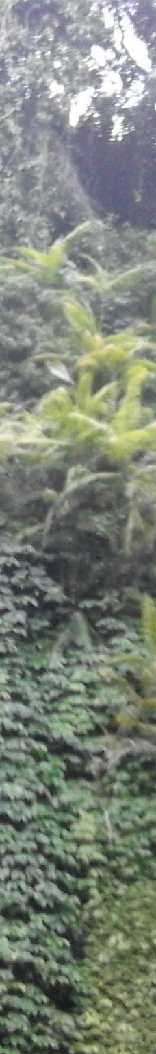 Lemukih Waterfall-巴厘岛