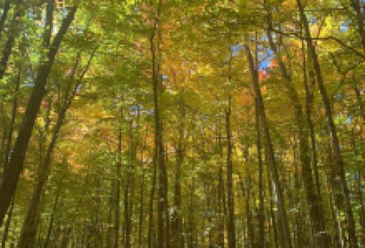 Beaver Pond景点图片