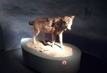 Pfalzmuseum fur Naturkunde景点图片