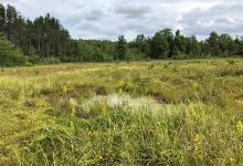 Cranesville Swamp Nature Preserve景点图片