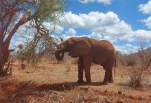 Garibaldi Safari Kenya景点图片