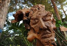 Whispering Wood景点图片