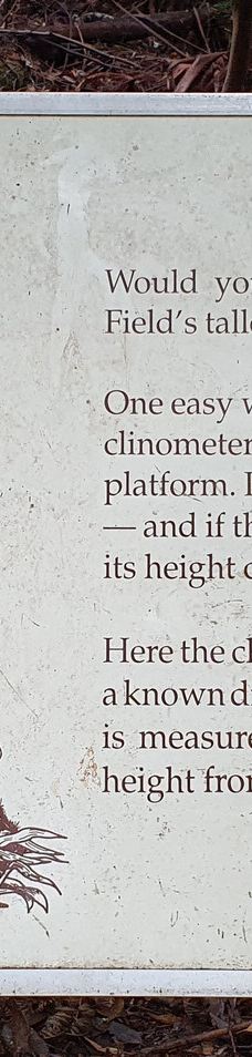 Tall Trees Walk-Mount Field