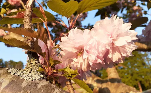 杜鵑 竹之古場公園