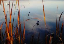 Twin Lakes Wildlife Management Area景点图片