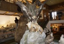 Jagdmuseum Wulff景点图片