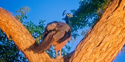 Xeriscape Botanical Gardens