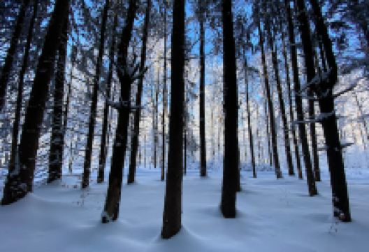 Erie County Forest景点图片