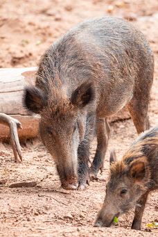 Südliche weinstraße wildlife park-南魏恩斯特拉瑟县