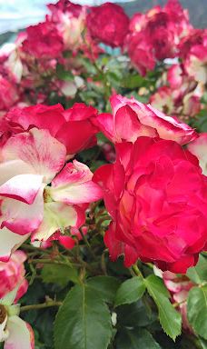 Yoshiumi Rose Park-今治市