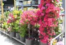 Garden Center at The Home Depot购物图片