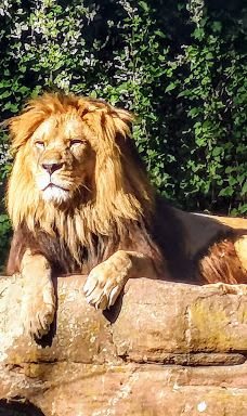 海德堡动物园-海德堡