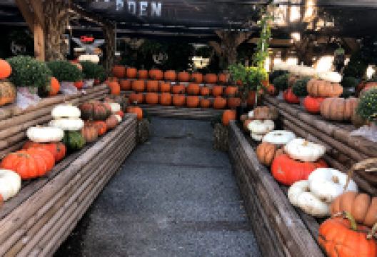 Texas Home & Garden购物图片