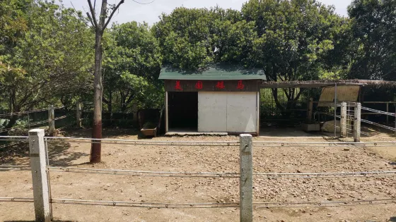 虎居動物園-美國矮馬